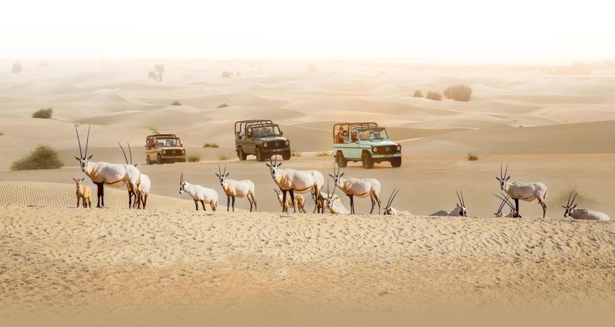 Al Marmoom Oasis Luxury Experiential Desert Resort 迪拜 外观 照片