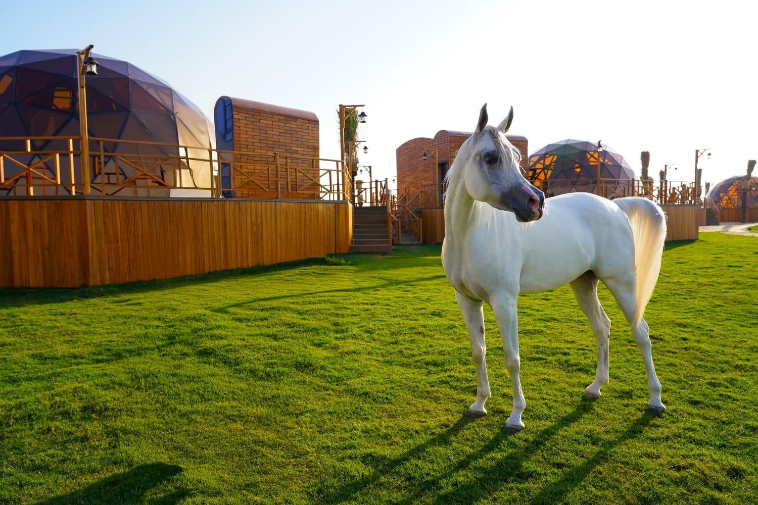 Al Marmoom Oasis Luxury Experiential Desert Resort 迪拜 外观 照片